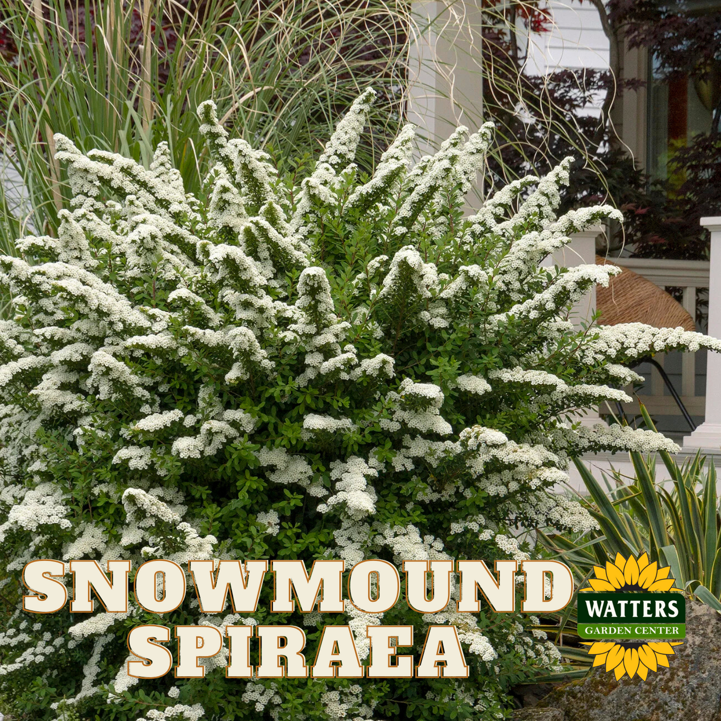 SNOWMOUND SPIRAEA 3gal