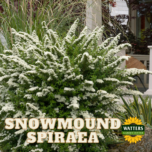 SNOWMOUND SPIRAEA 2gal