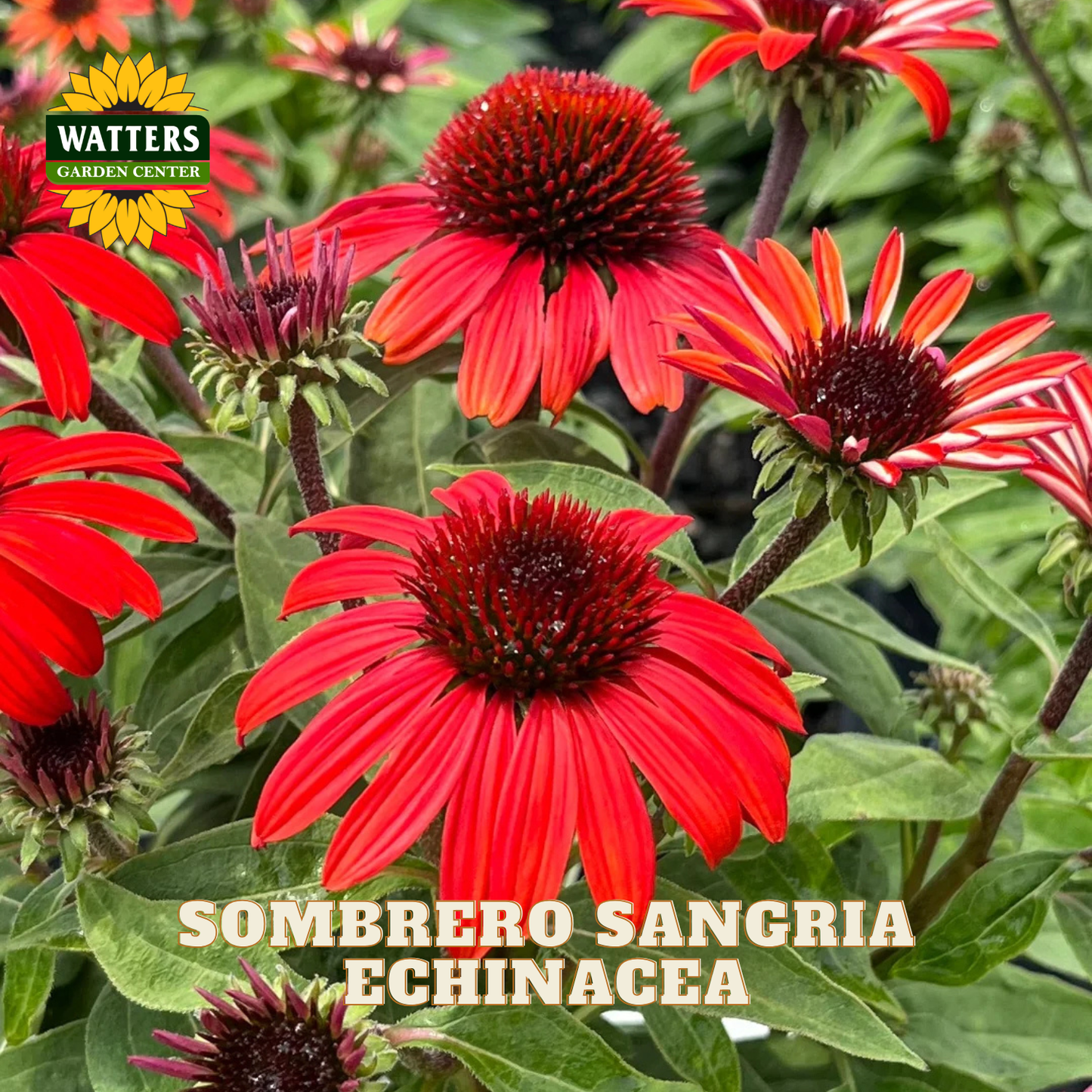 Vibrant red echinacea flowers with dark centers and green foliage, with a Watters Garden Center logo and 'SOMBRERO SANGRIA ECHINACEA' text overlay.