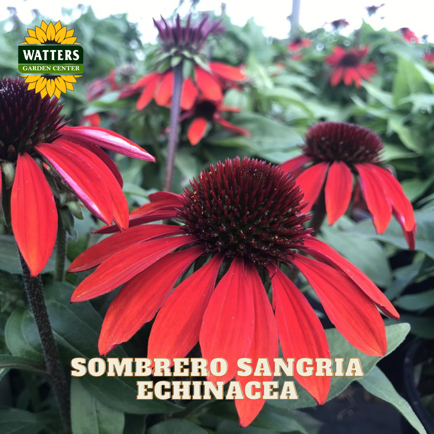 ASSORTED ECHINACEA 1gal