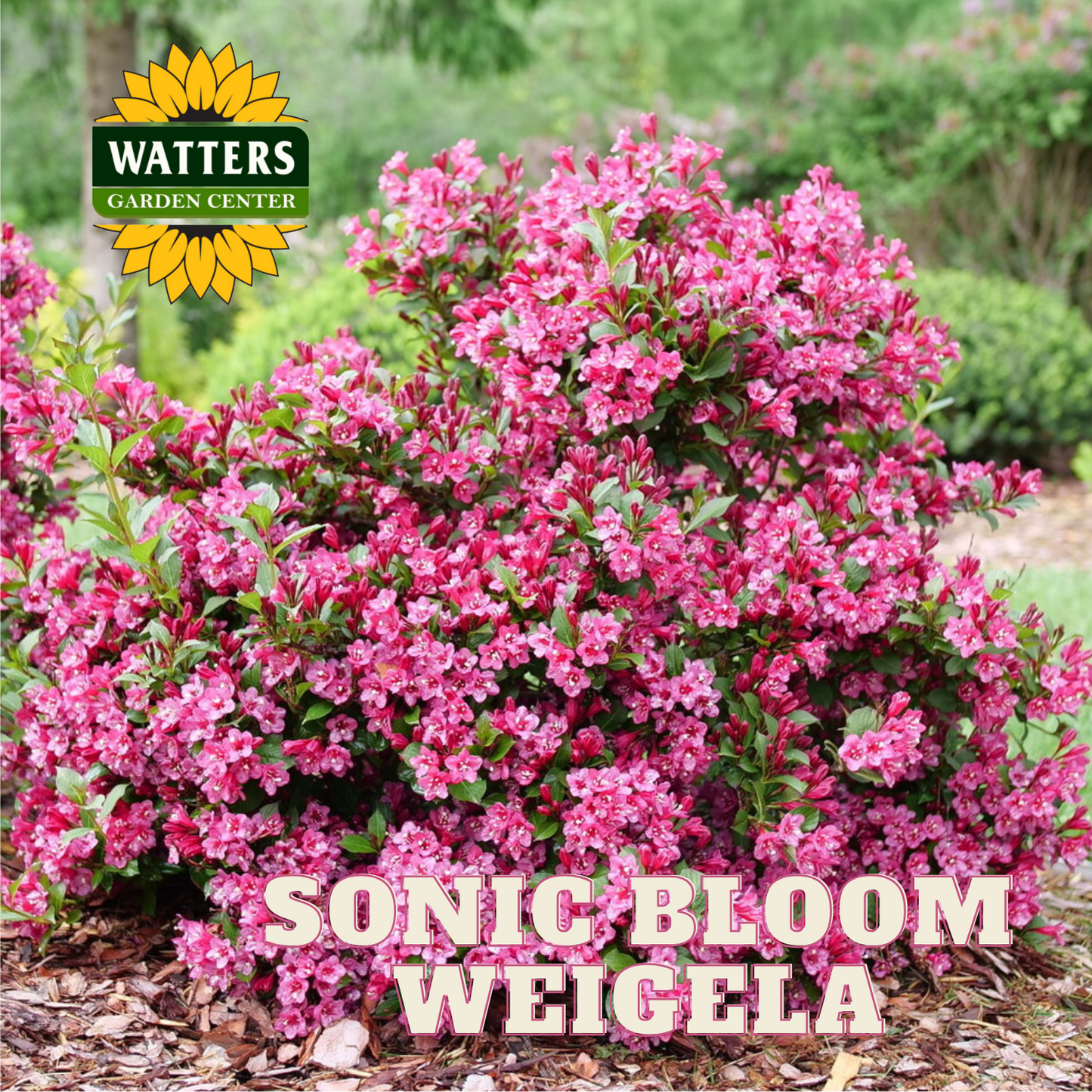 SONIC BLOOM PINK WEIGELA 2gal