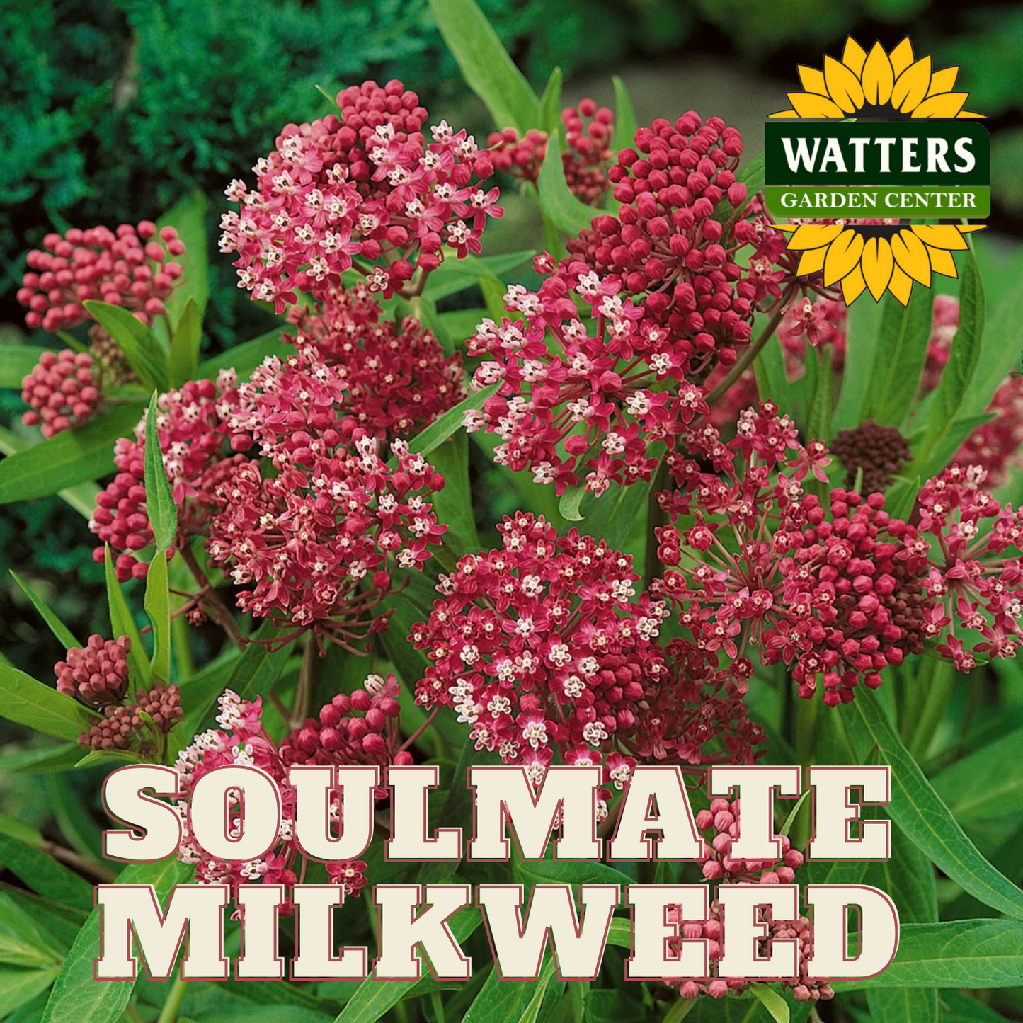 SOULMATE MILKWEED