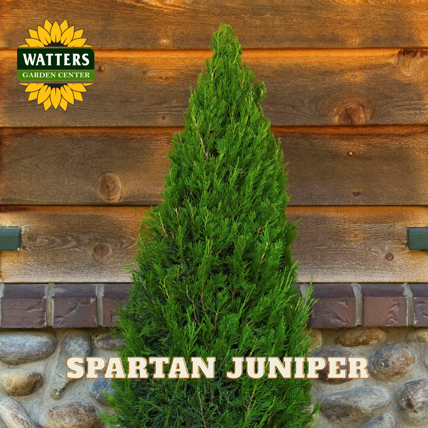 Spartan Juniper tree with Watters Garden Center logo against a wooden and stone wall.