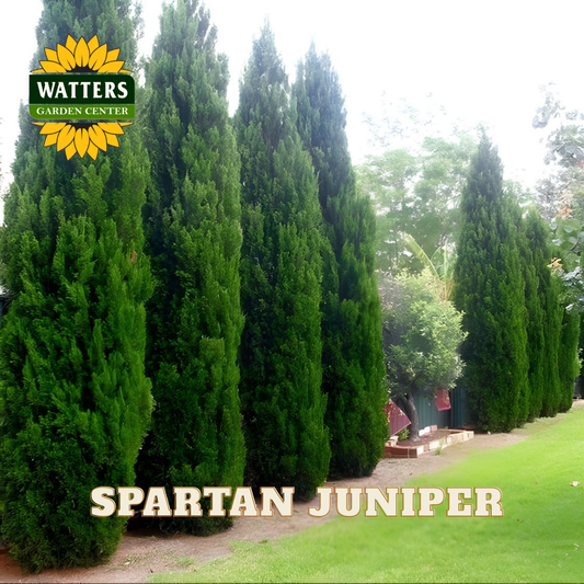 Row of Spartan Juniper trees with Watters Garden Center logo.