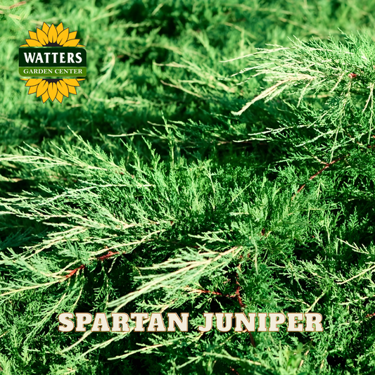 Spartan Juniper with Watters Garden Center logo