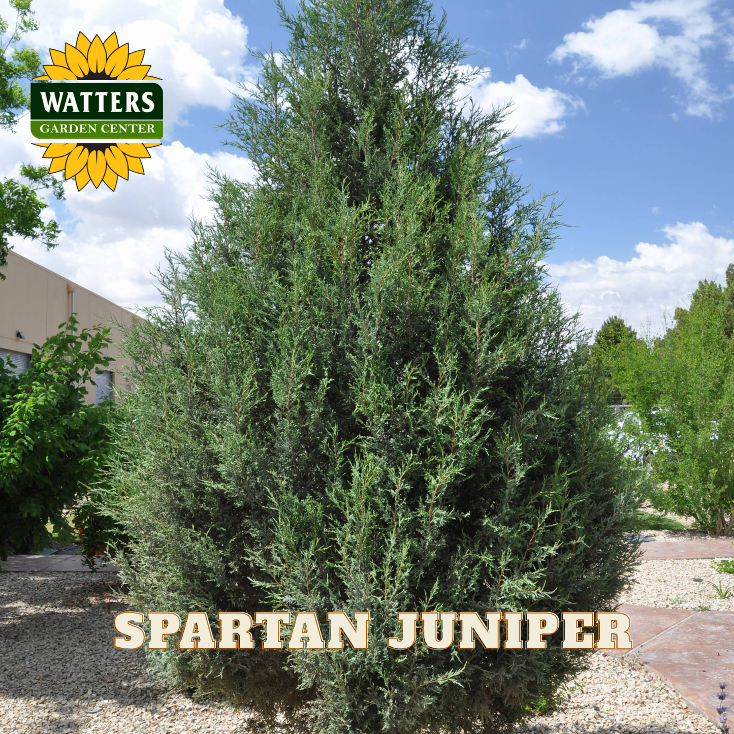 Spartan Juniper tree with Watters Garden Center logo in the corner