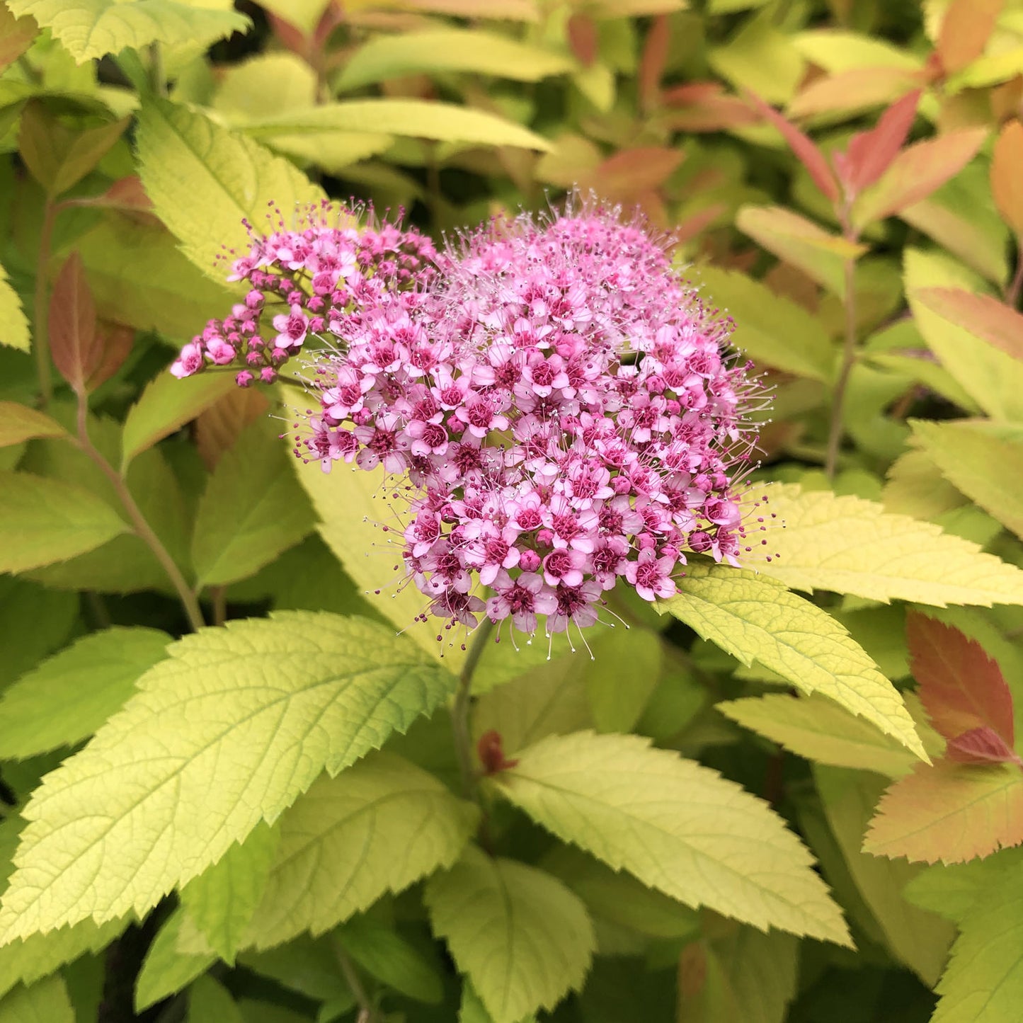 DOUBLE PLAY BIG BANG SPIREA 2gal