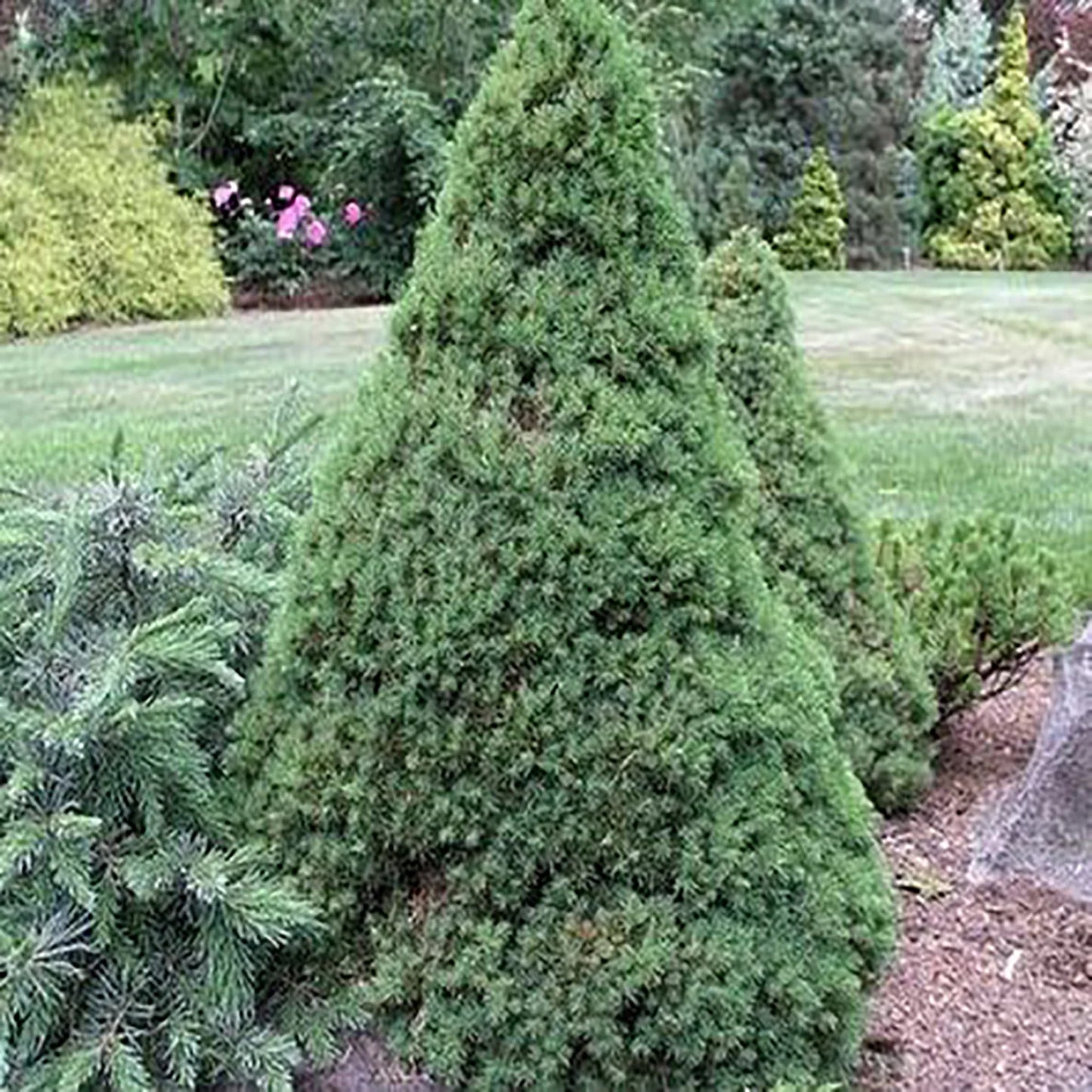 DILLY WHITE ALBERTA SPRUCE