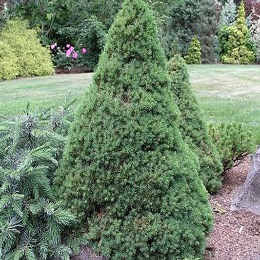 DILLY WHITE ALBERTA SPRUCE
