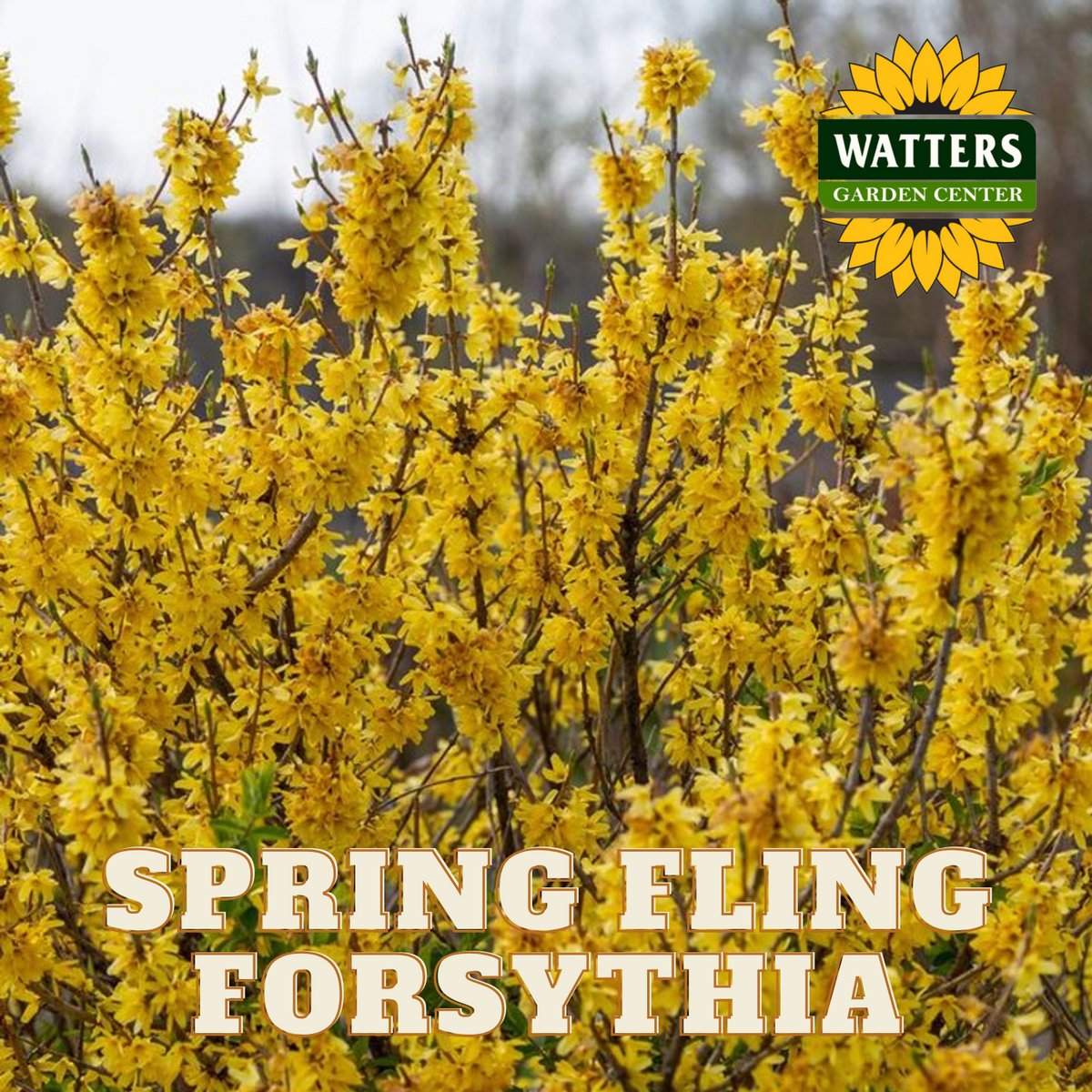 SPRING FLING FORSYTHIA 2gal