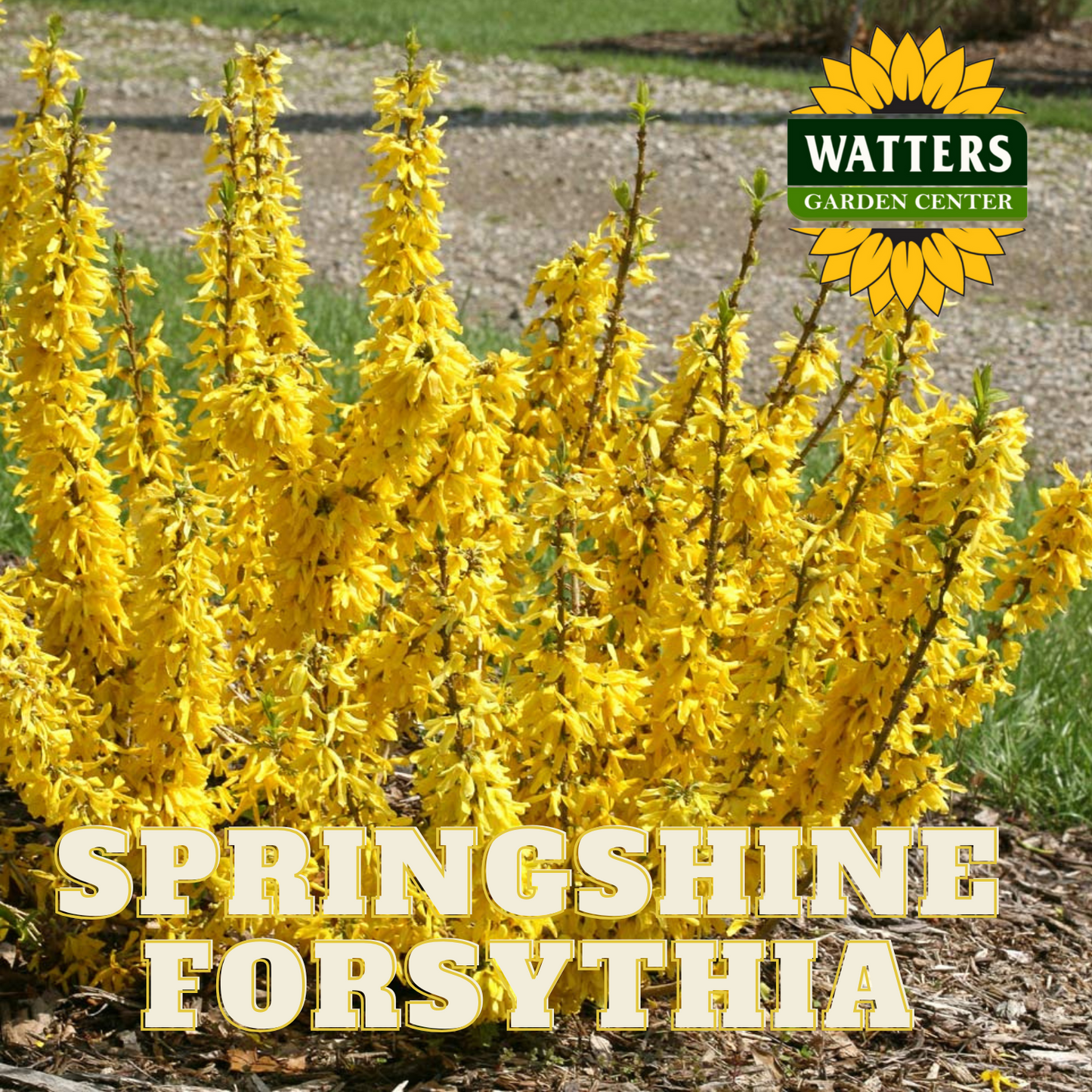SPRINGSHINE FORSYTHIA 2gal