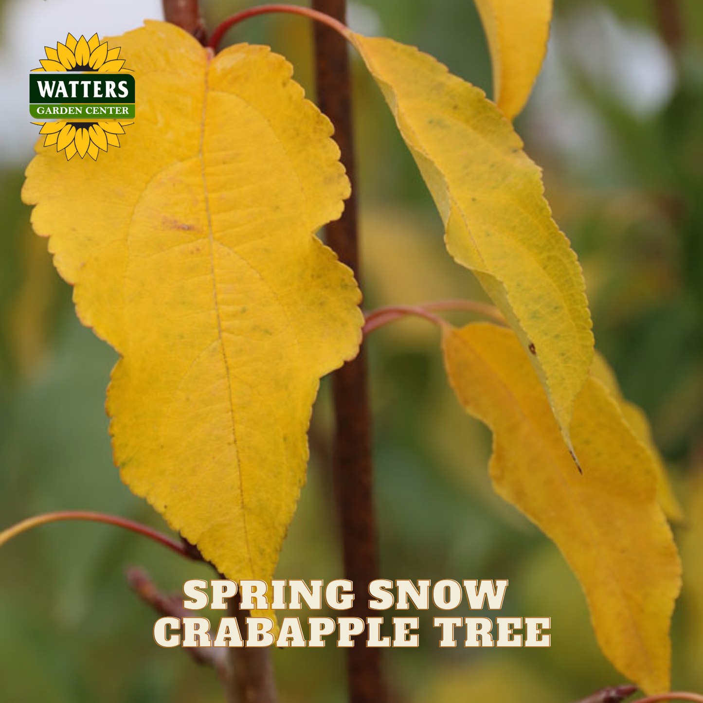 Close-up of bright yellow crabapple leaves on a tree branch with the text 'SPRING SNOW CRABAPPLE TREE' and a Watters Garden Center logo.