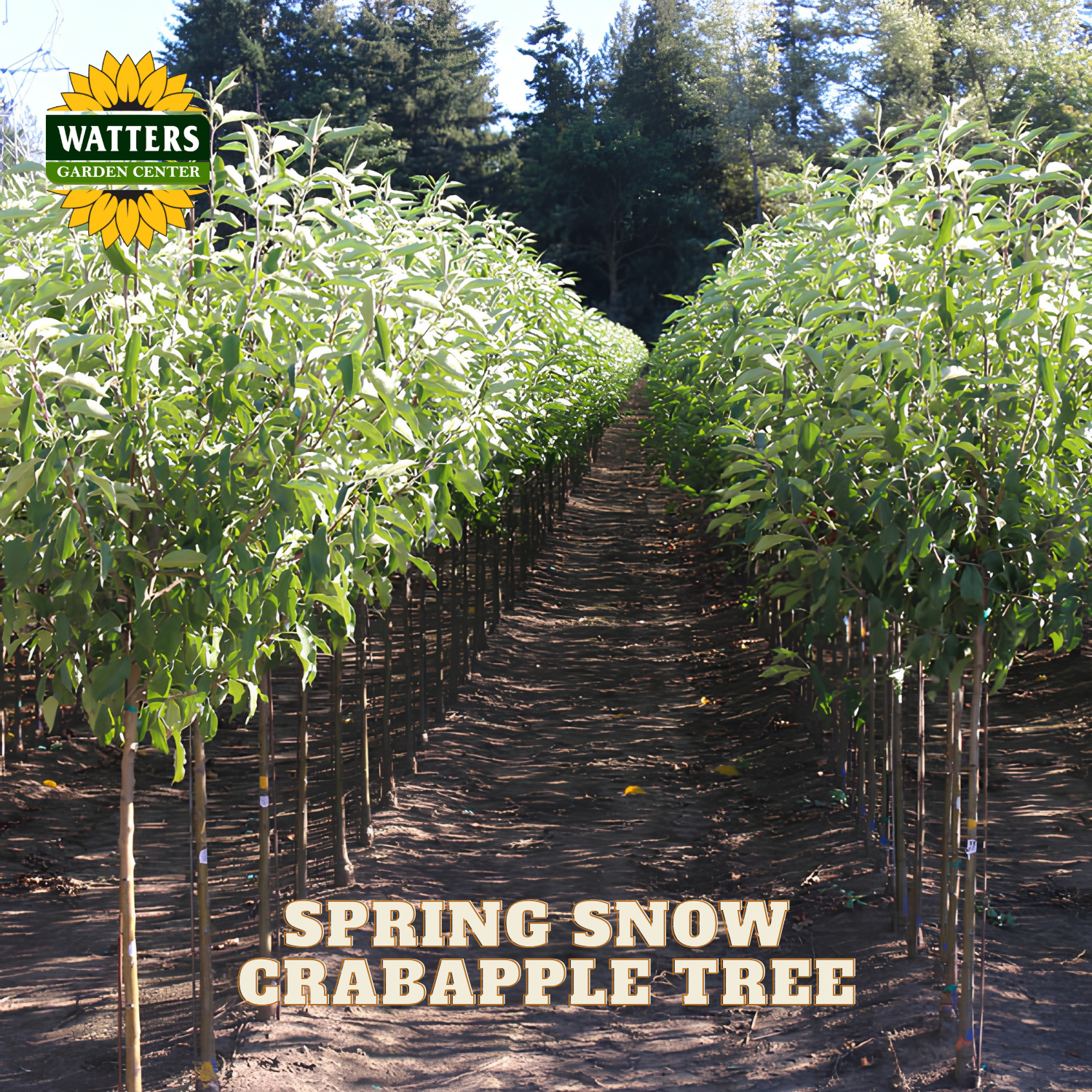A row of young spring snow crabapple trees planted in a nursery row, with the Watters Garden Center logo in the top-left corner and the text 'SPRING SNOW CRABAPPLE TREE' at the bottom.
