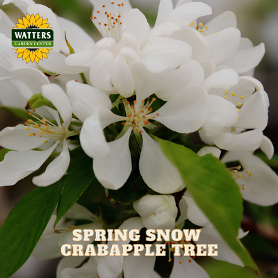 Close-up of white crabapple blossoms on a tree branch with green leaves, featuring the Watters Garden Center logo in the top left and the text 'SPRING SNOW CRABAPPLE TREE' at the bottom.