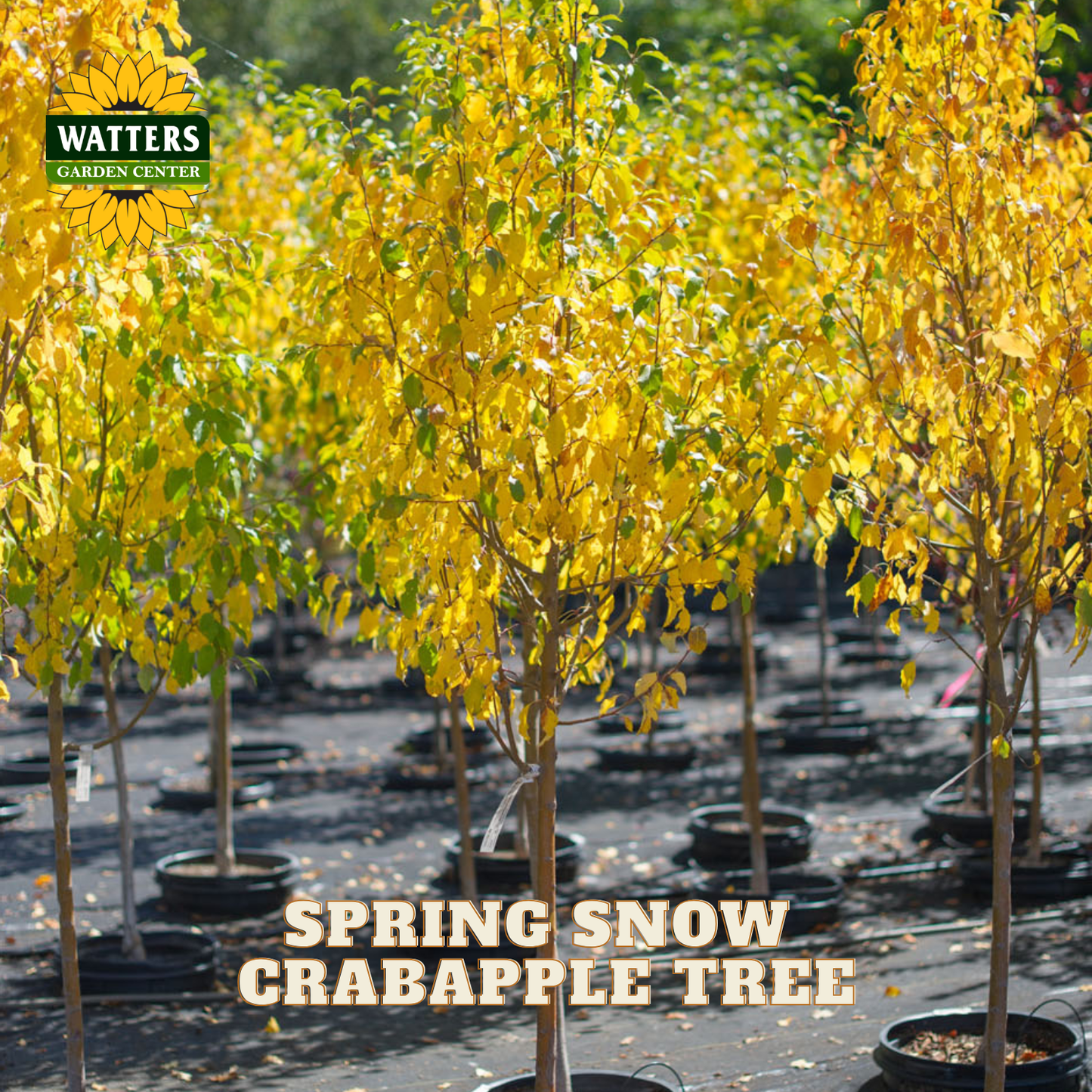 A row of young crabapple trees with bright yellow spring foliage in black pots, photographed outdoors in a nursery setting. The Watters Garden Center logo appears in the top left, and the text 'SPRING SNOW CRABAPPLE TREE' is overlaid at the bottom.
