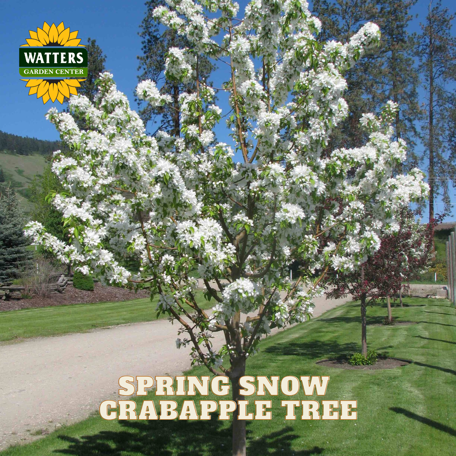 A flowering crabapple tree in full spring bloom with dense white blossoms and green leaves, shown outdoors on a grassy lawn beside a gravel path. The Watters Garden Center logo appears in the top left, and the text 'SPRING SNOW CRABAPPLE TREE' is overlaid at the bottom.