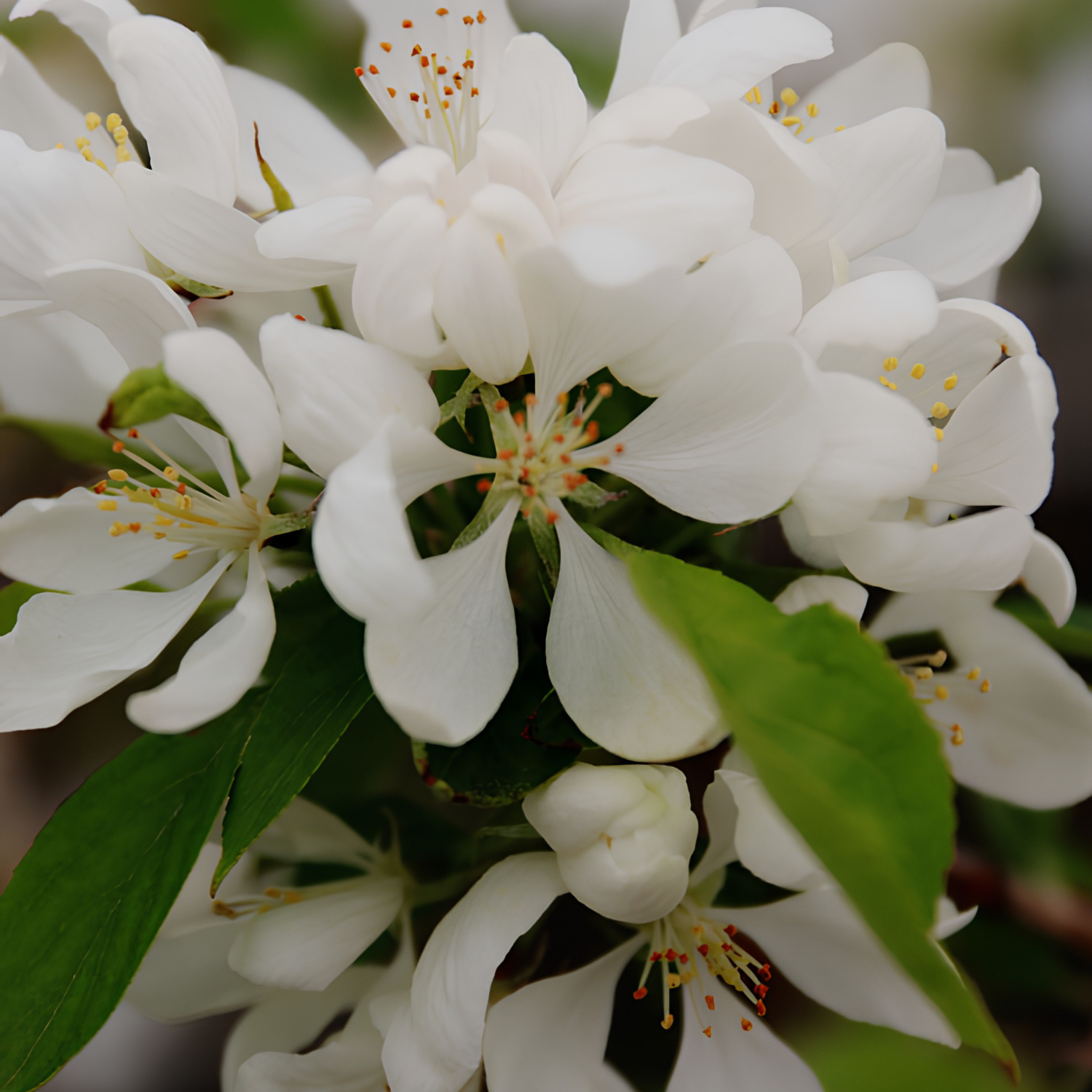 Close-up of white blossoms with yellow stamens and green leaves on a tree branch.