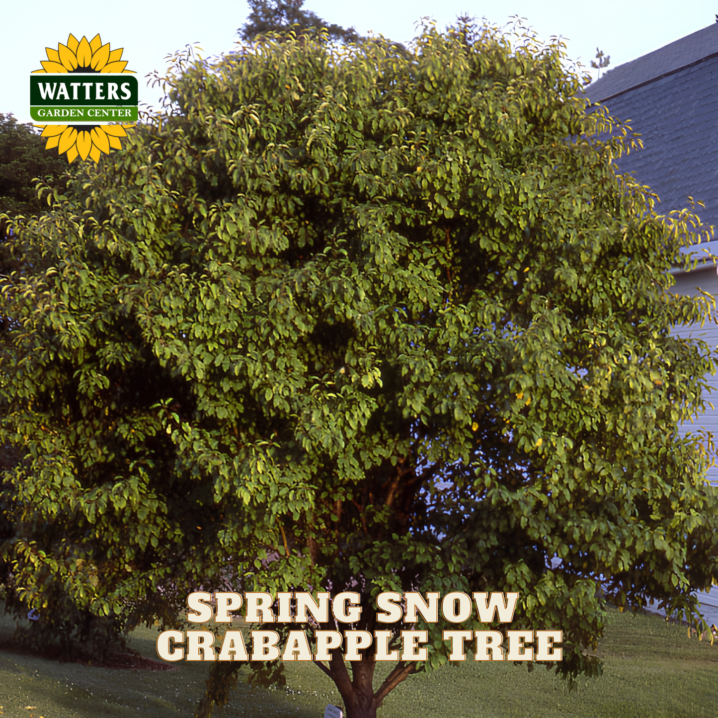 A large Spring Snow crabapple tree with dense green foliage, shown outdoors in a yard with a house and grass visible. Text at the bottom reads 'SPRING SNOW CRABAPPLE TREE' and a Watters Garden Center logo appears in the upper left.