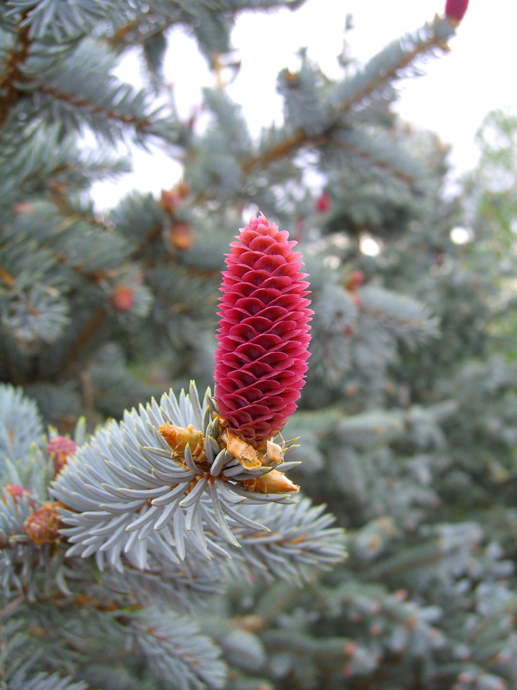 HOOPSII COLORADO SPRUCE 7gal