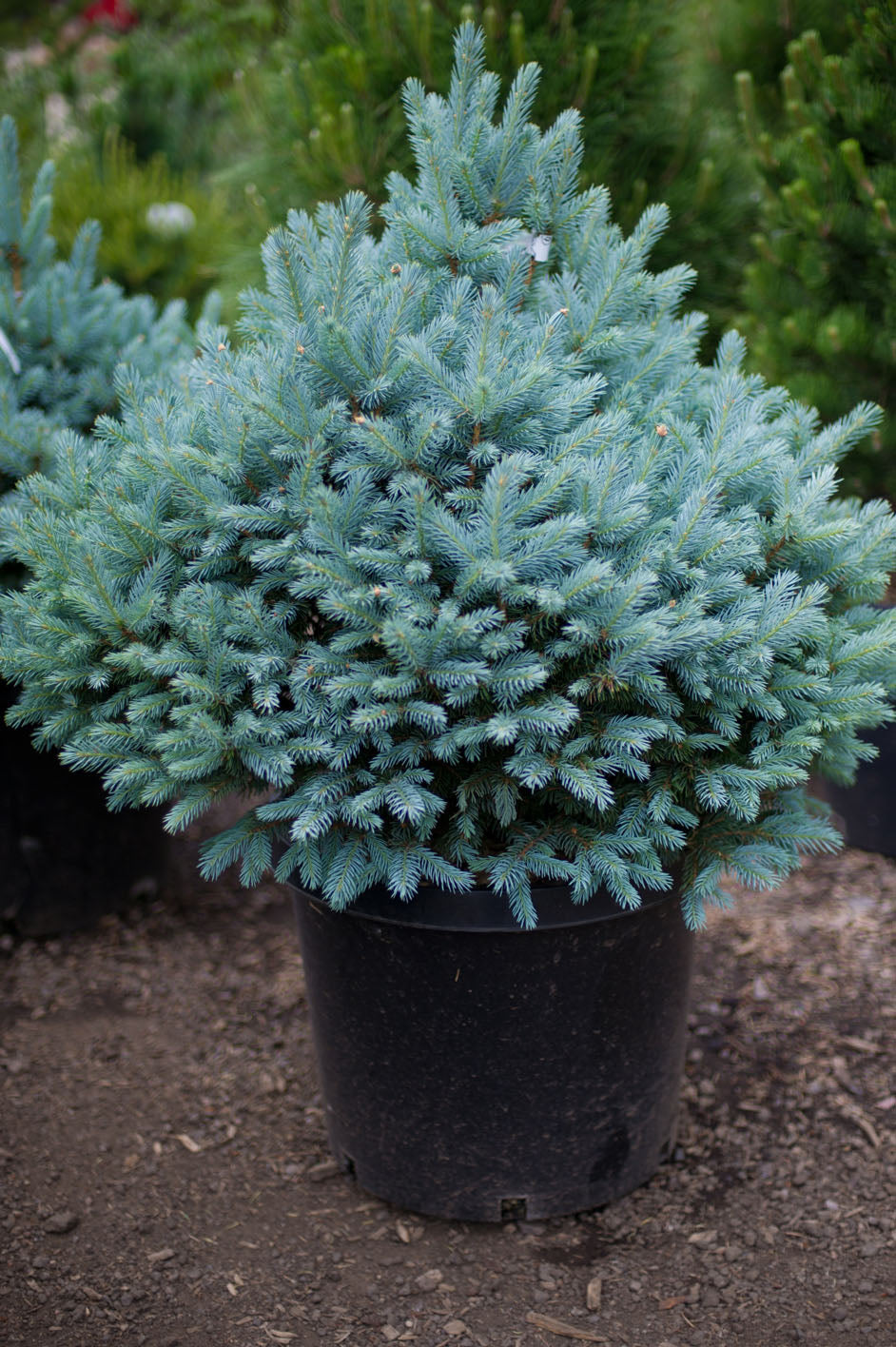 SESTER DWARF SPRUCE TREE 3'-4' 15" PREM CEDAR BX
