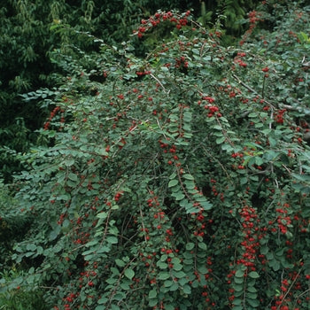 AUTUMN INFERNO COTONEASTER 3gal