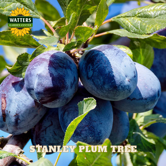Bunch of plums on a tree branch with 'Watters Garden Center' logo.