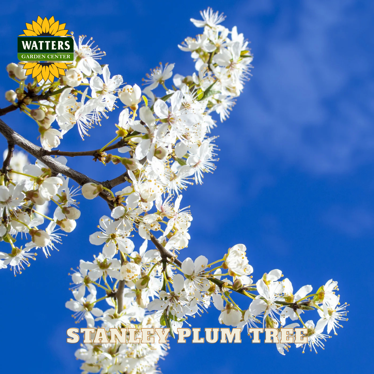 White blossoms of a Stanley Plum Tree against a blue sky with Watters Garden Center branding.