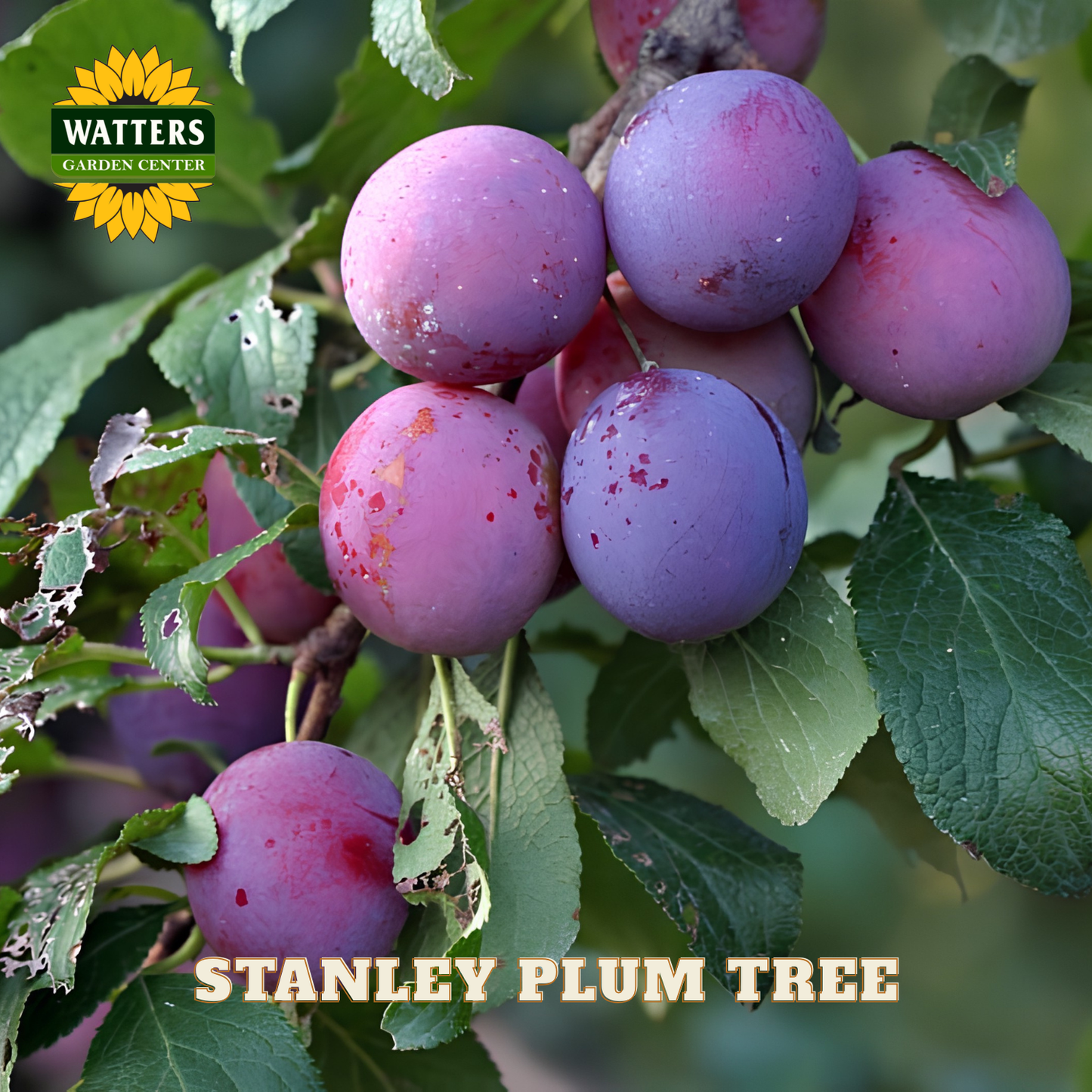 Bunch of purple plums on a tree branch with 'Watters Garden Center' logo.