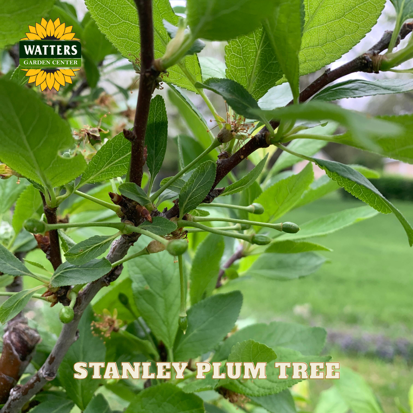 Branch of a Stanley Plum Tree with green leaves and buds, featuring Watters Garden Center branding.