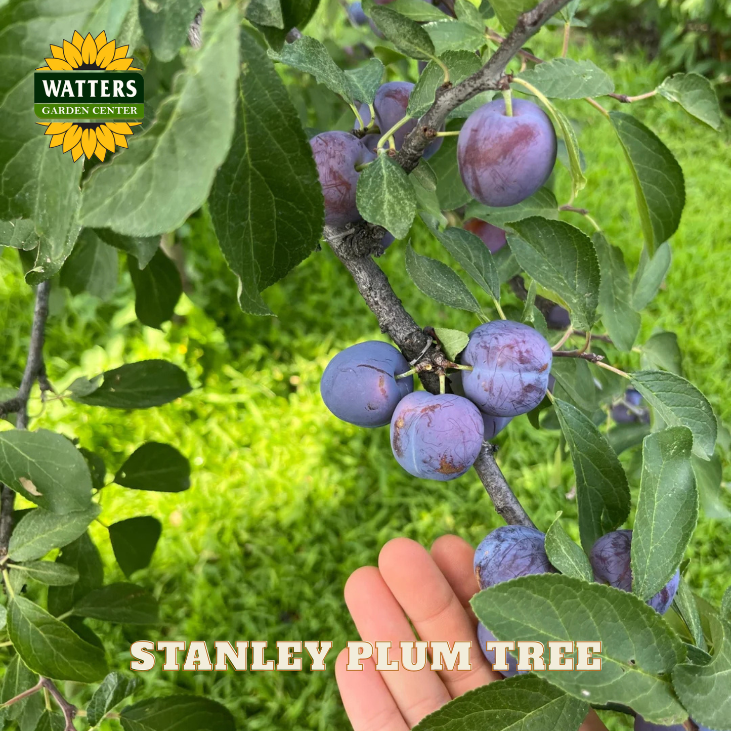 Hand holding a branch of a Stanley Plum Tree with Watters Garden Center branding.