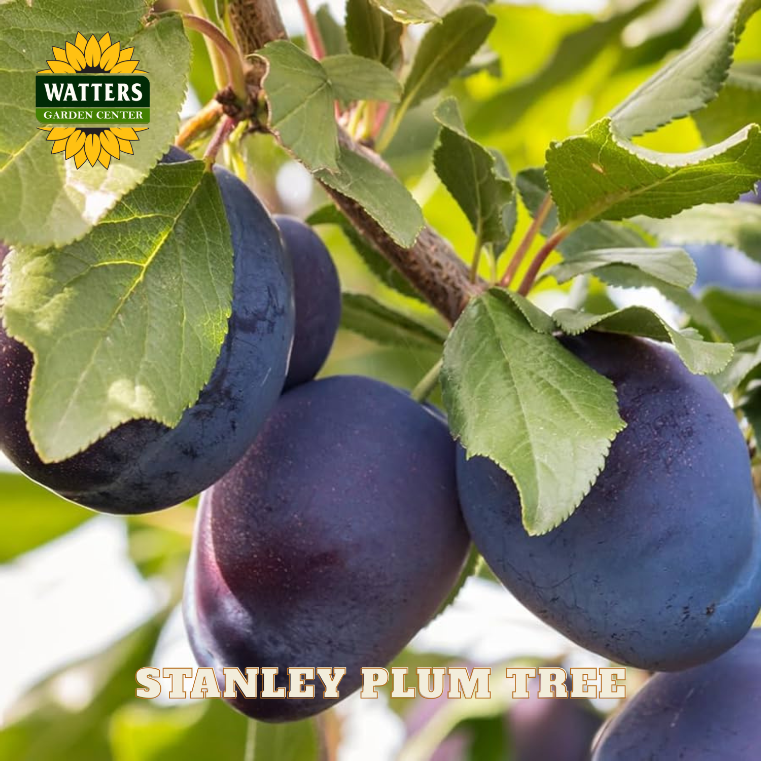 Plums on a branch with Watters Garden Center logo and 'Stanley Plum Tree' text.