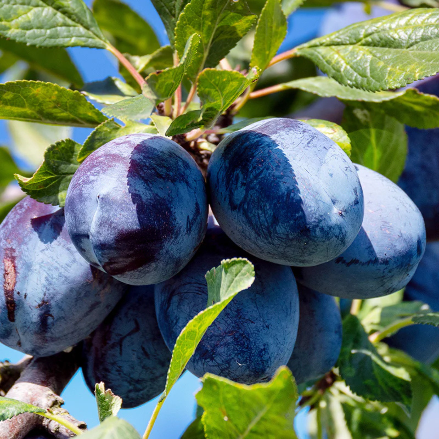 Ripe plums on a tree branch with green leaves.