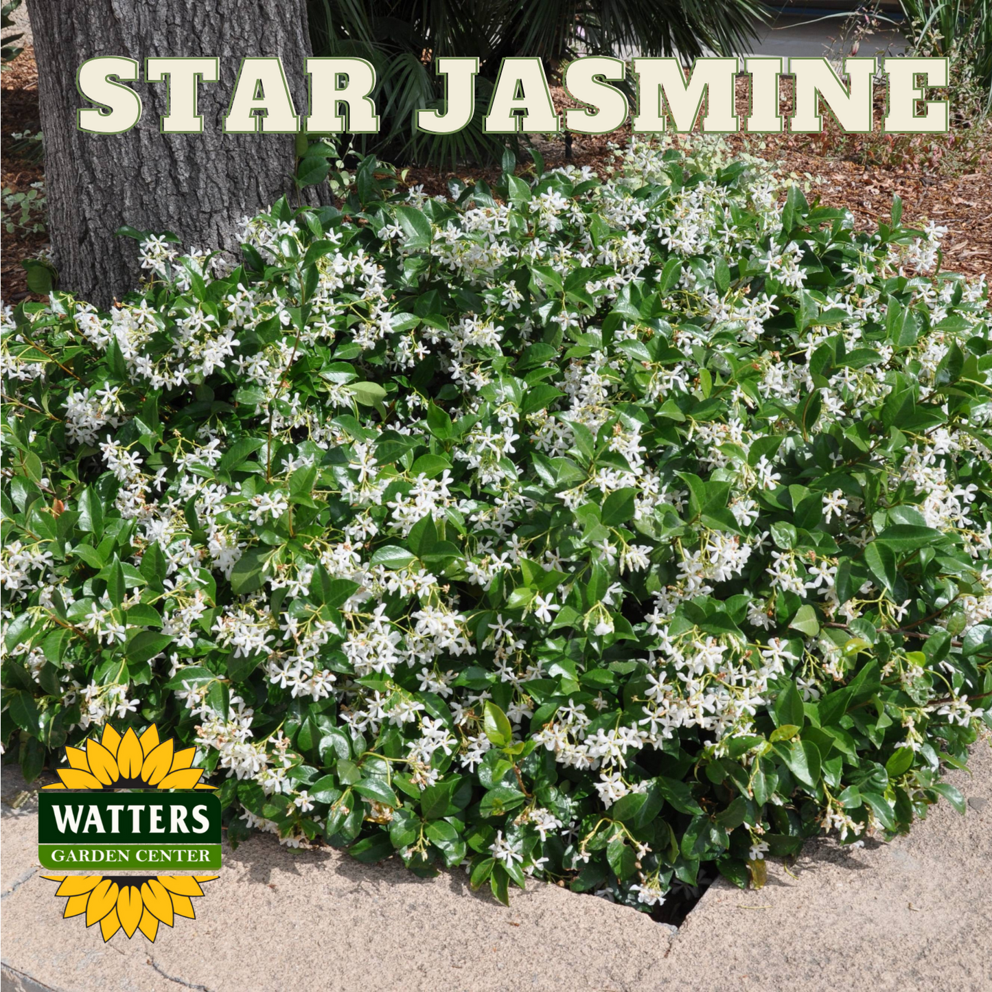 STAR JASMINE 1gal