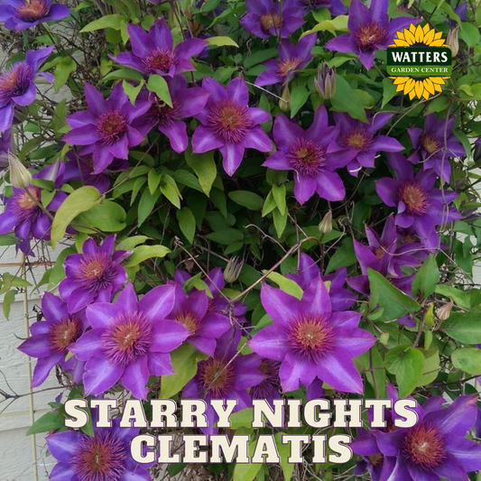 STARRY NIGHTS CLEMATIS 1gal