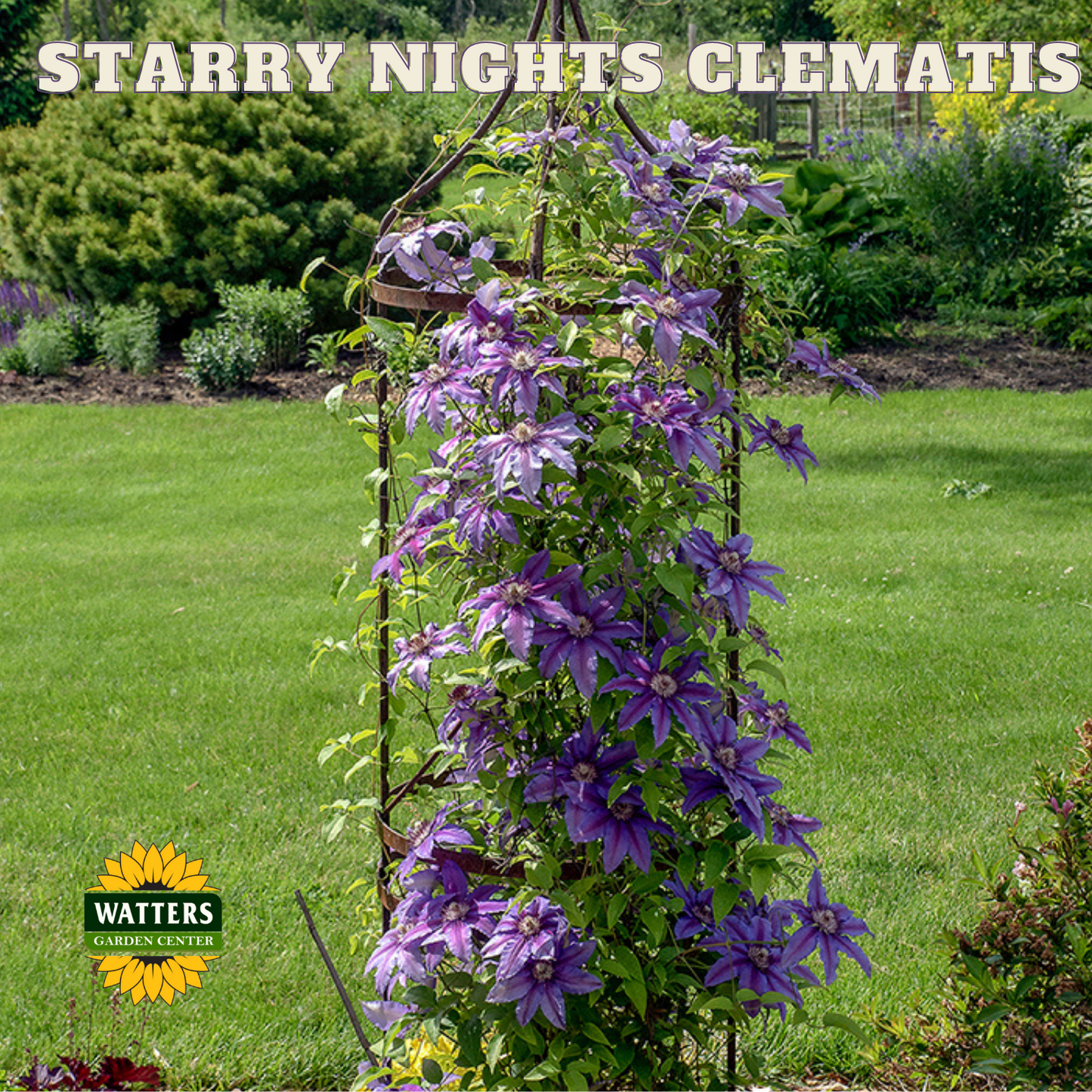 STARRY NIGHTS CLEMATIS 1gal