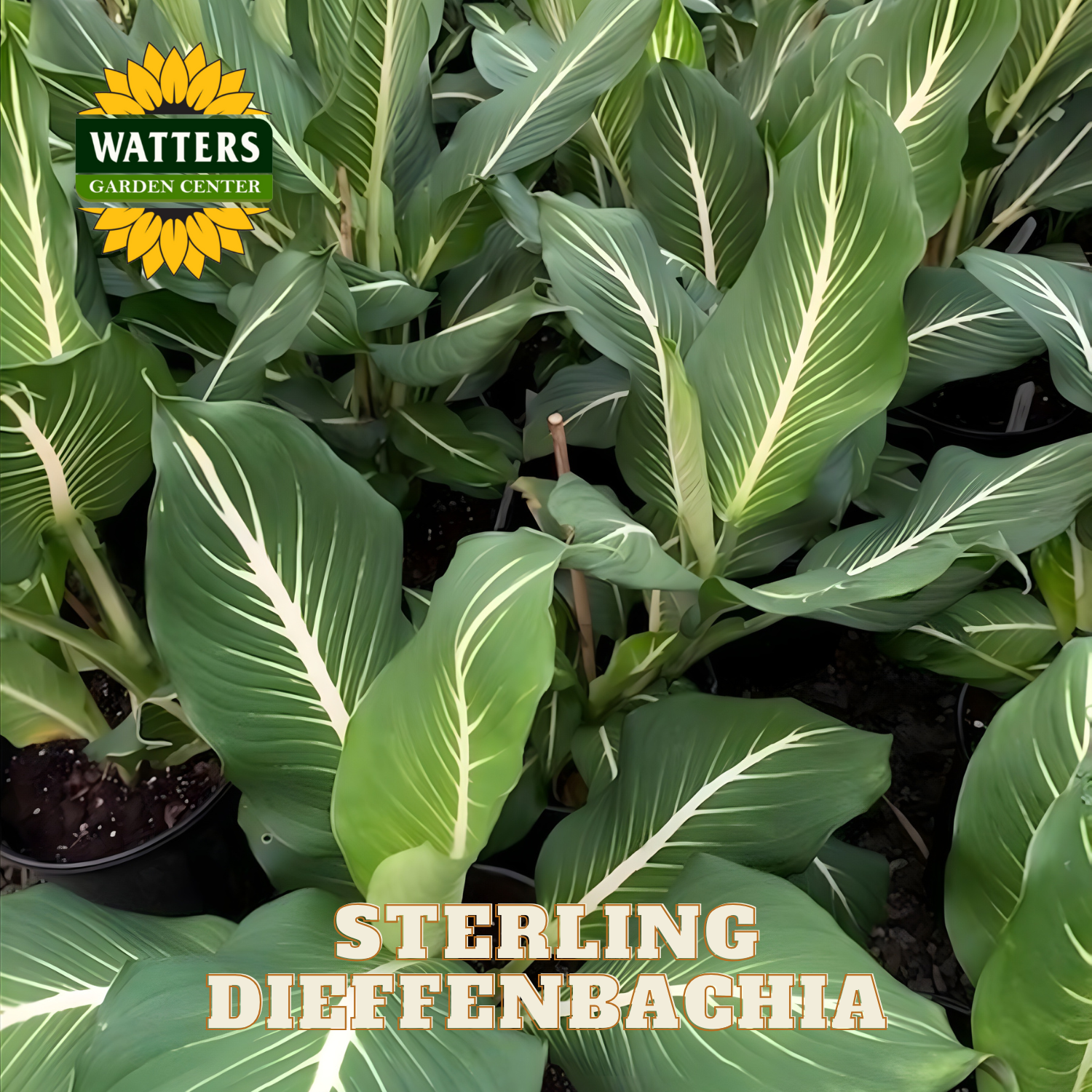 Potted Dieffenbachia plants with Watters Garden Center logo.
