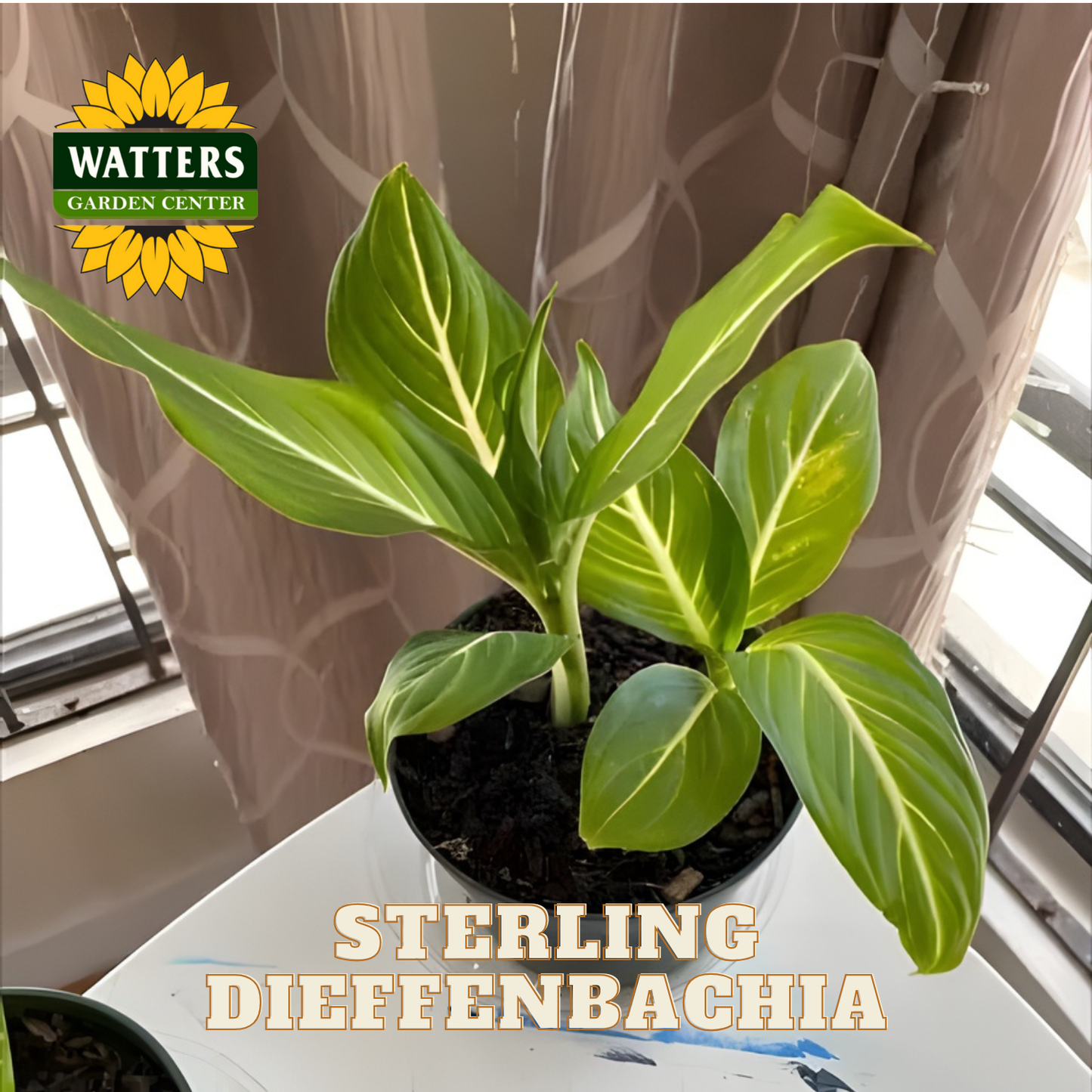 Potted plant with 'Watters Garden Center' logo and 'Sterling Dieffenbachia' text.