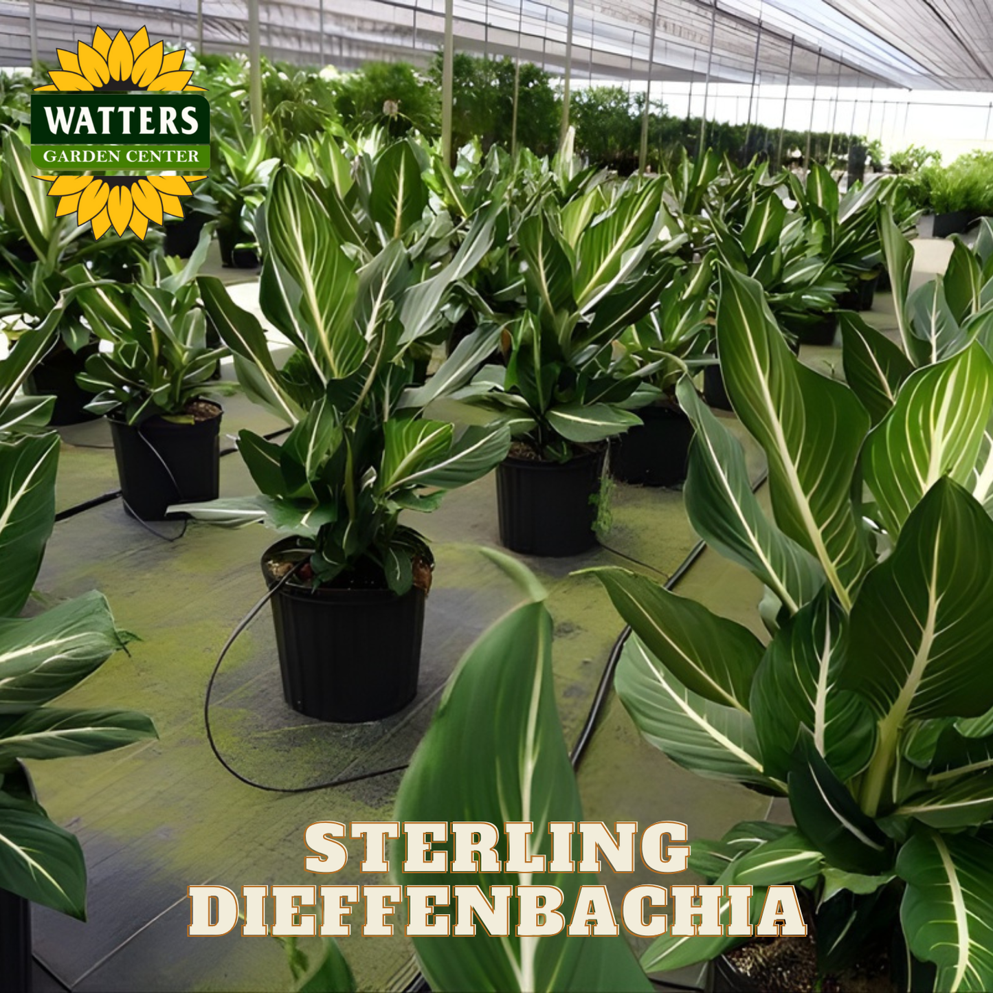 Potted Dieffenbachia plants in a greenhouse with Watters Garden Center branding.