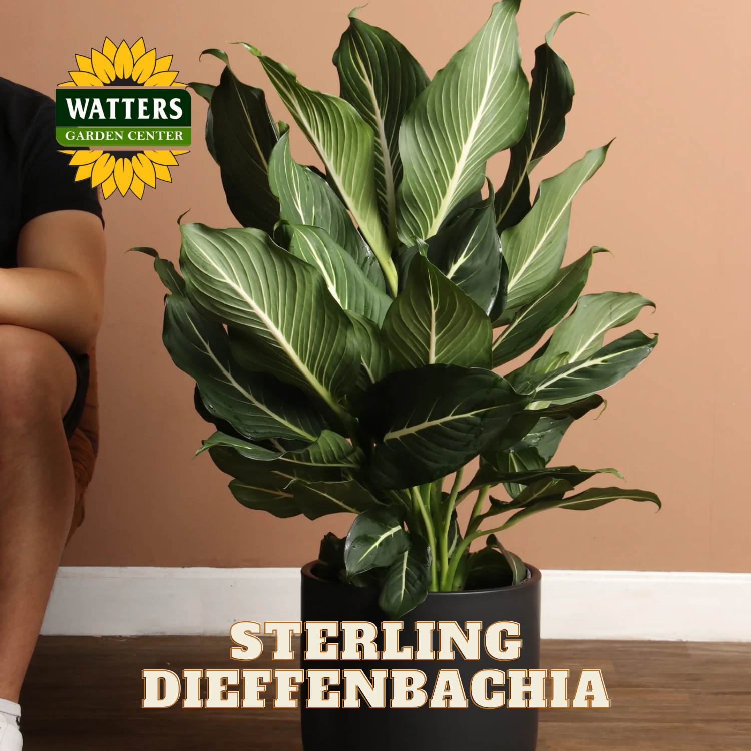 Potted plant with 'Sterling Dieffenbachia' text and Watters Garden Center logo.