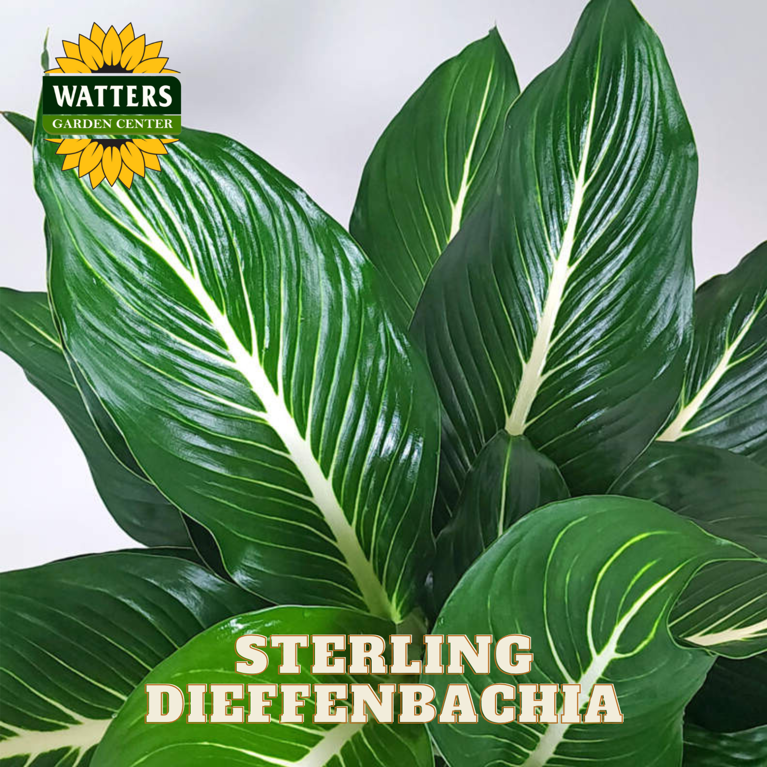 Green Dieffenbachia plant with Watters Garden Center branding.