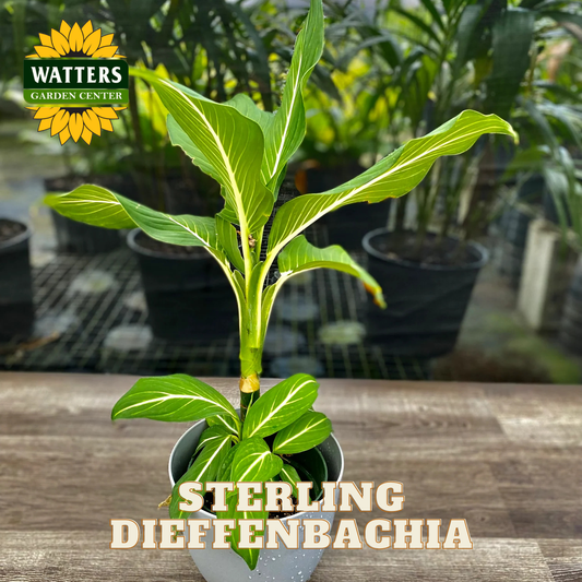 Potted Dieffenbachia plant on a wooden surface with Watters Garden Center branding.