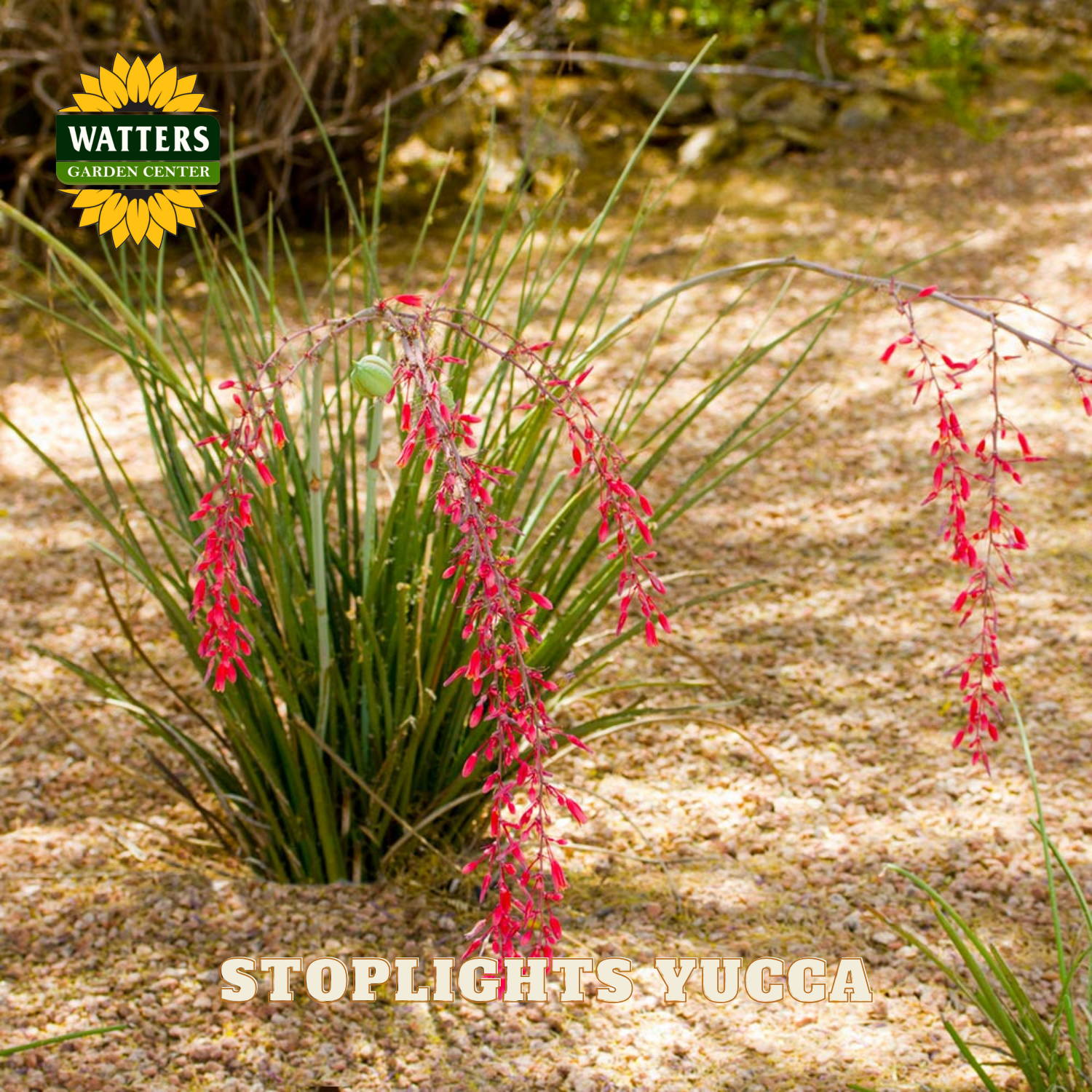 Yucca plant with red flowers on a natural background, featuring Watters Garden Center logo.