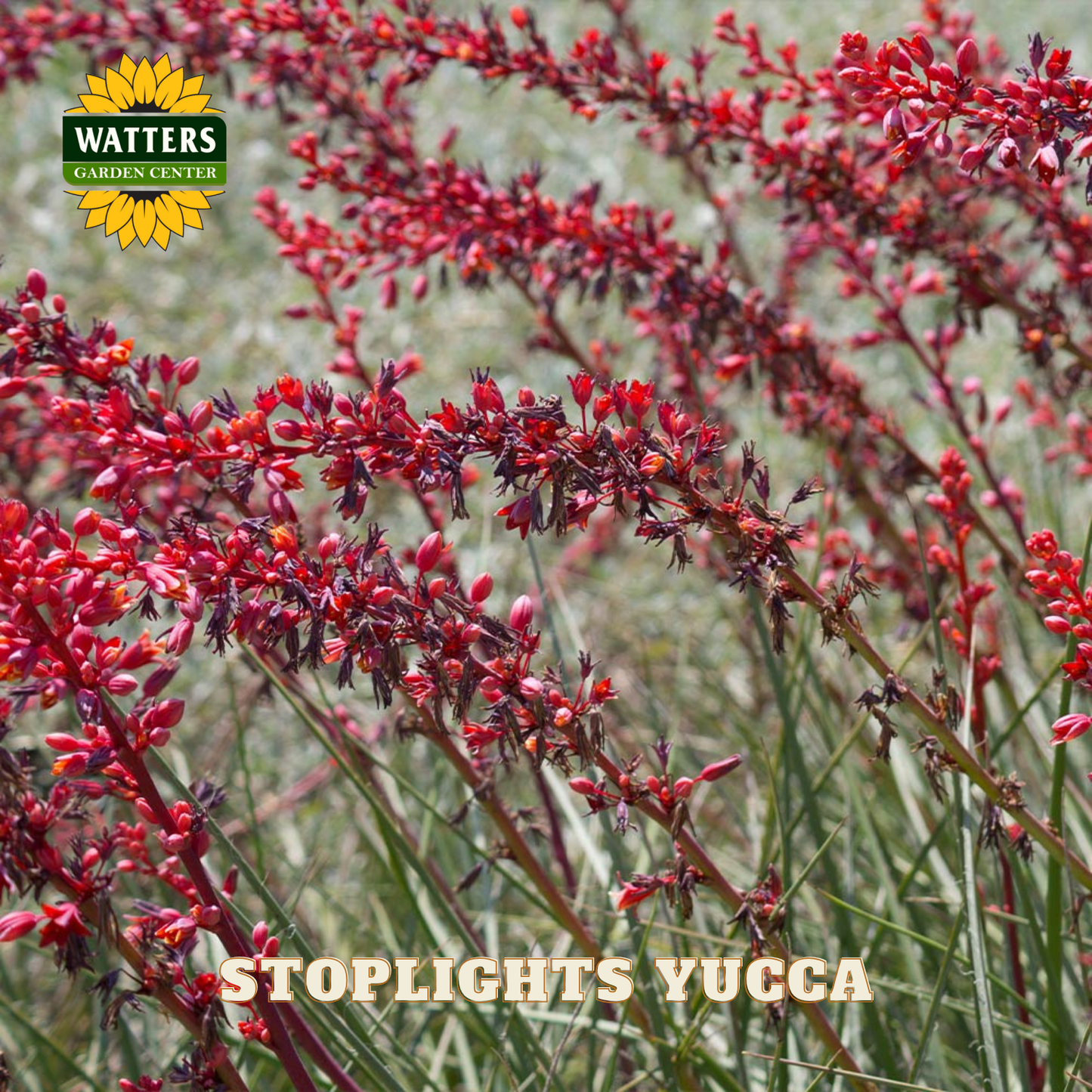 Red yucca plants with Watters Garden Center branding on a blurred garden background.