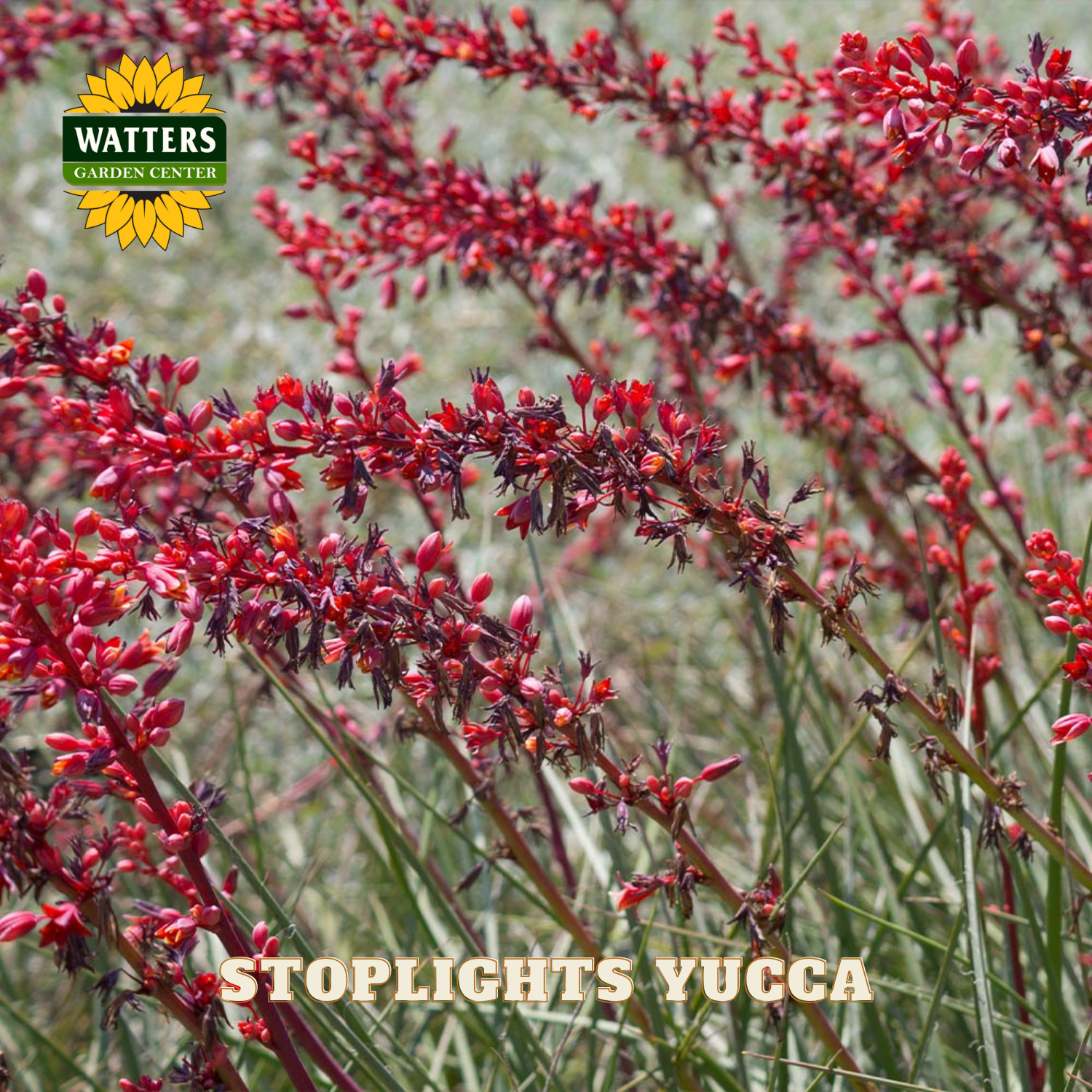 Red yucca plants with Watters Garden Center branding on a blurred garden background.