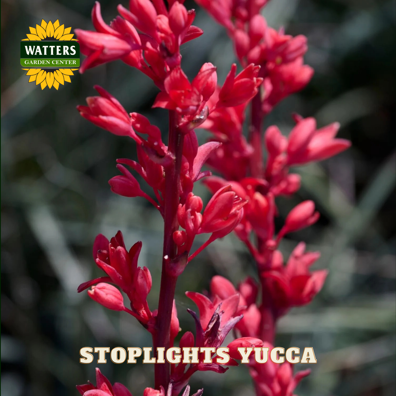 Red yucca plant with Watters Garden Center branding