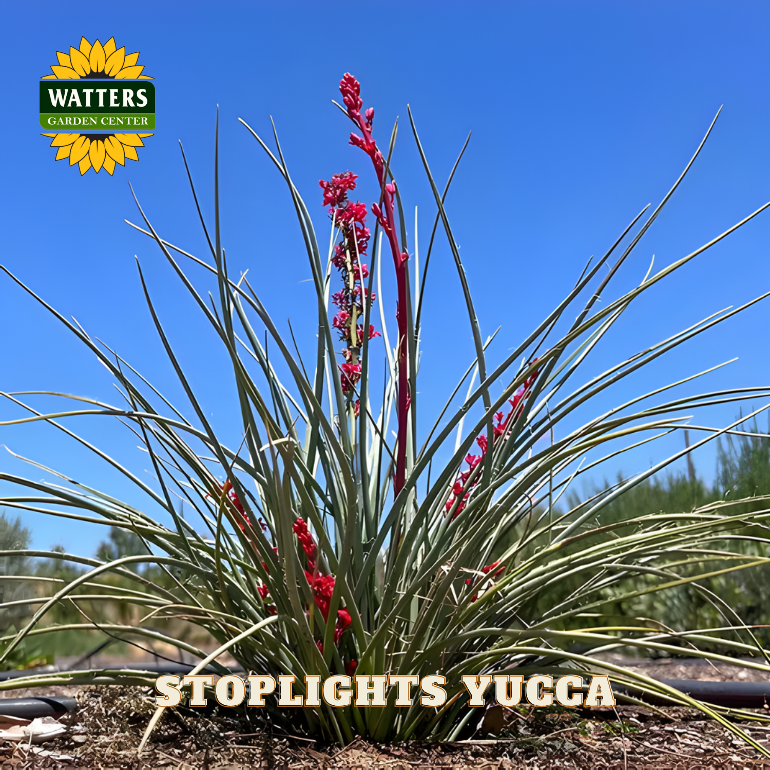 Yucca plant with red flowers against a clear blue sky, featuring Watters Garden Center logo.