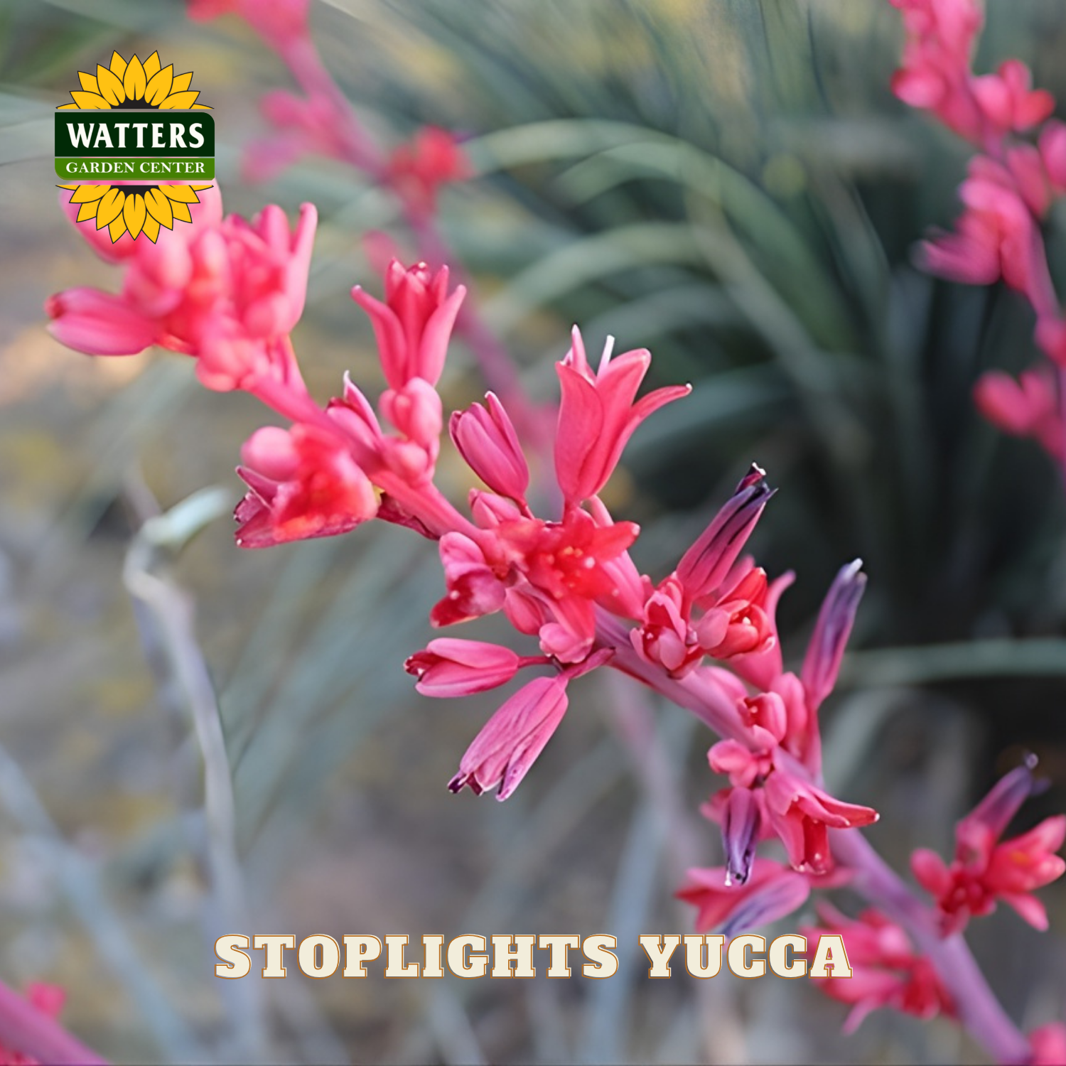 Close-up of pink yucca flowers with Watters Garden Center logo.