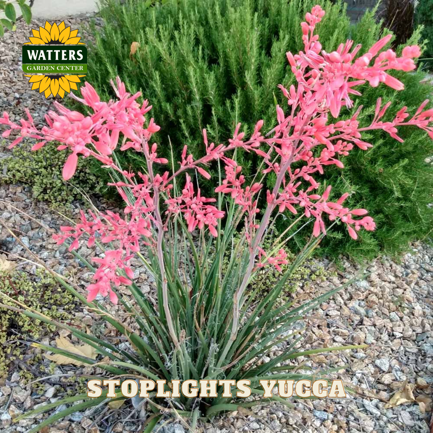 Pink yucca plant with green foliage on a gravel surface, branded 'Watters Garden Center'.