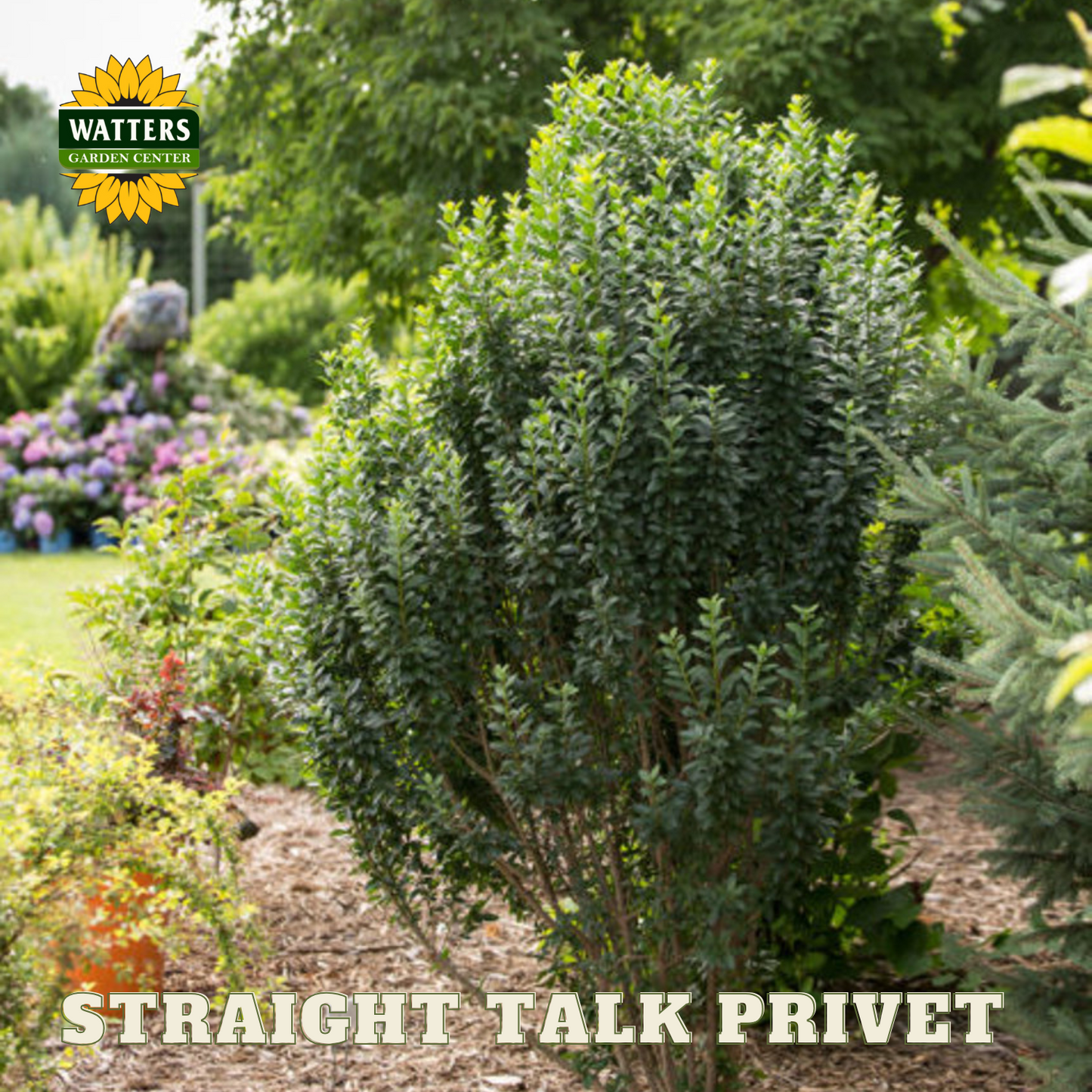 STRAIGHT TALK PRIVET 3gal