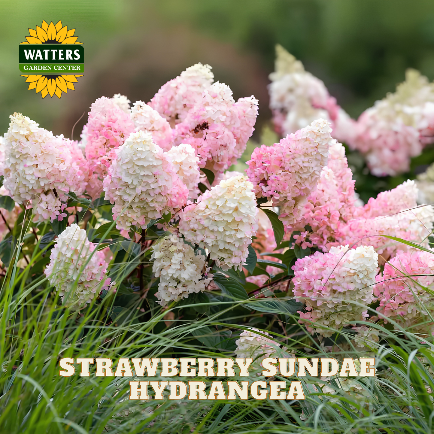 Pink and white hydrangea blooms in a garden setting with green grass and foliage, featuring the Watters Garden Center logo and 'STRAWBERRY SUNDAE HYDRANGEA' text overlay.